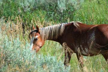 A wild horse grazes in the prairie