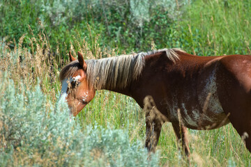 A wild horse grazes in the prairie