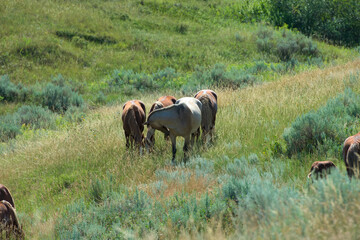 Wild horses graze together in a prairie