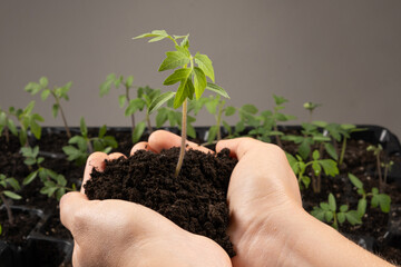 Growing tomatoes from seeds, step by step. Step 9 - planting seedlings.