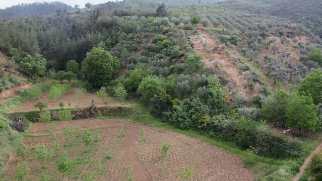 Aerial view of farmland in mountain area. Aerial view of olives, figs, grapes, plums, peaches, apricots, apples, trees and green fields. Drone view of different shades of green. Turkey