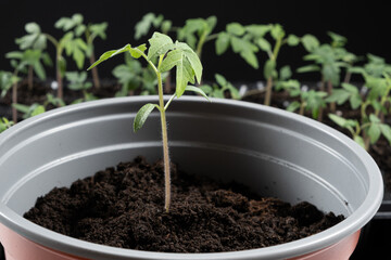 Growing tomatoes from seeds, step by step. Step 9 - planting seedlings.