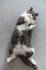 British Shorthair cat lying on the floor with exposed belly