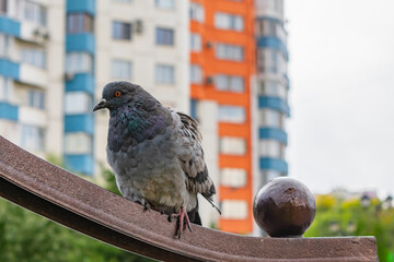 A lone dove on a park bench against the backdrop of city buildings