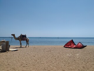 camel on the beach