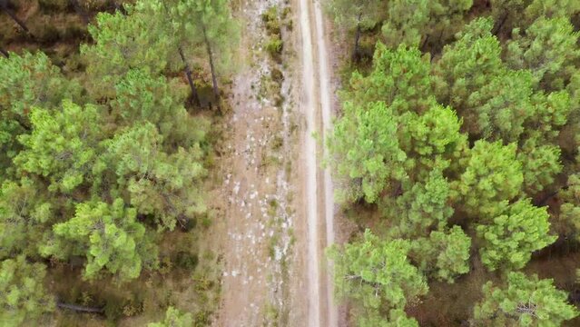 Survol piste cyclable dans la for&ecirc;t des Landes, France
