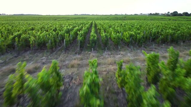 Les vignes du Bordelais, France