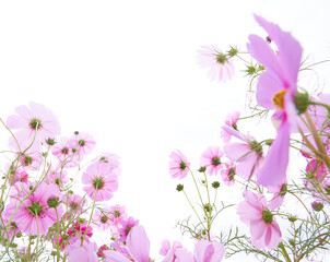 Obraz na płótnie Canvas ピンク色のコスモスの花畑　ローアングル白背景