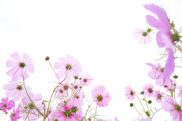 ピンク色のコスモスの花畑　ローアングル白背景