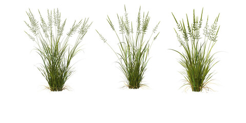 Grass on a transparent background
