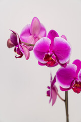 Fototapeta na wymiar Violet Orchid Phalaenopsis close-up with a white background. Orchid Phalaenopsis beautiful design flower.