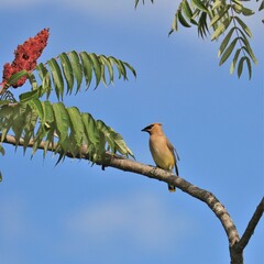Cedar Waxwing Perched in a Splash of Color 