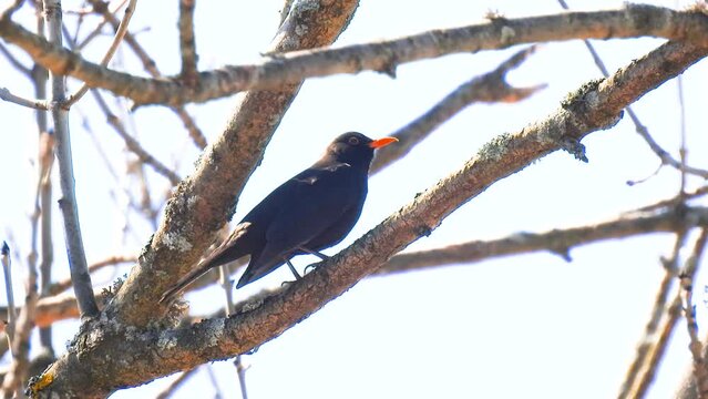 blackbird sits on the branches of a tree and sings