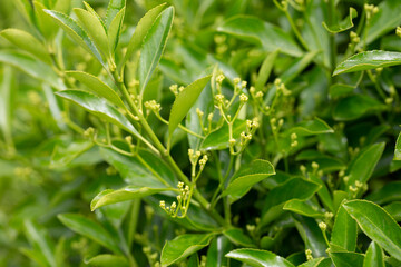 The evergreen Japanese spindle tree Euonymus japonica is used for hedges.