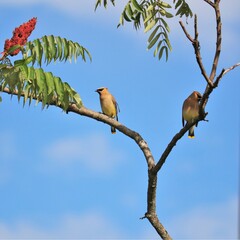 Cedar Waxwing Perched in a Splash of Color 