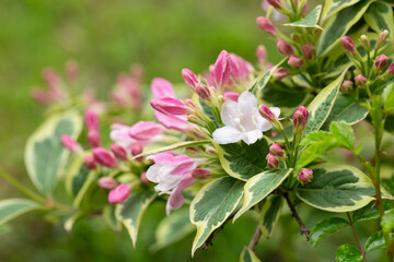 Abundant pink flowers of Weigela florida in mid May