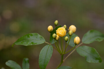 Obraz na płótnie Canvas Small yellow roses Rosa banksiae illuminated by the sun in the garden selective focus