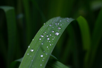 Fresh green grass with dew drops close up. Water driops on the fresh grass after rain.