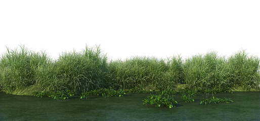 Waterfront plants on a transparent background