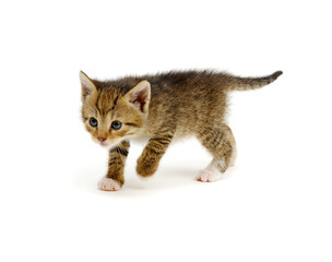 Kitten isolated on white