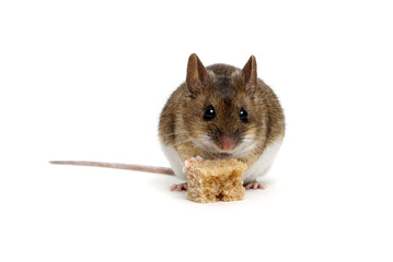 Mouse with a bread isolated on a white