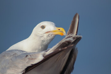 white and grey seagull, dark blue sky