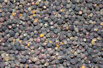 malabar spinach seed stock on shop