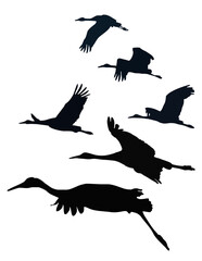 Sandhill cranes leaving Bosque del Apache National Wildlife Refuge in the spring.