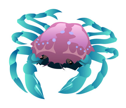 Blue legged crab illustration, Portunus rajungan, ten legged crustacean.