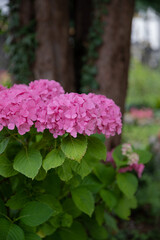 Obraz premium Rose hydrangea bush in the park. Bright juicy hydrangea in the garden. Summer bush. Delicate flowers and green leaves