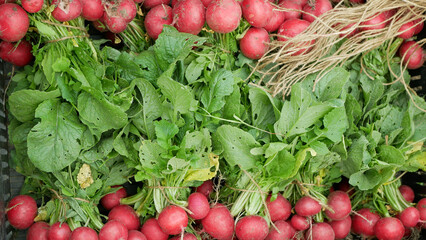 Radish food harvest farm vegetables fresh bio on market shop Raphanus raphanistrum sprout grows ground farmer farming agricultural farm garden, organically grown closeup root vegetable organic