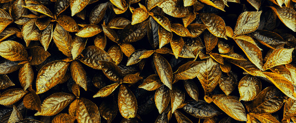 golden leaves, dark nature background