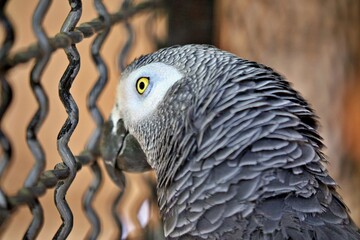 Graupapagei im Käfig