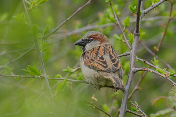 Sparrow on a spring tree 