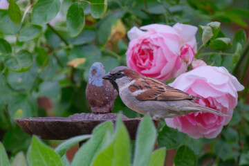 House Sparrow on the bird feeder around roses 