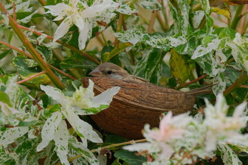 Sparrow on a willow tree hiding in a coconut shell feeder