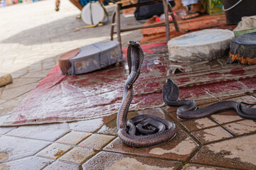 Black tamed cobra snake on cobra pose in an exotic market in Marrakesh