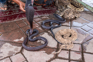 Taking a picture with smart phone of a tamed cobra snake on a touristic place in Marrakesh, Morocco