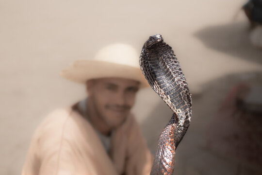 Black tamed cobra snake on cobra pose in an exotic market in Marrakesh