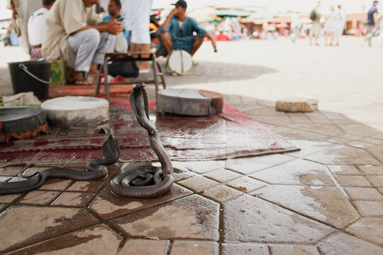 Black tamed cobra snake on cobra pose in an exotic market in Marrakesh