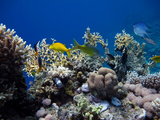 Naklejka na ściany i meble Beautiful fish on the Red Sea reef.