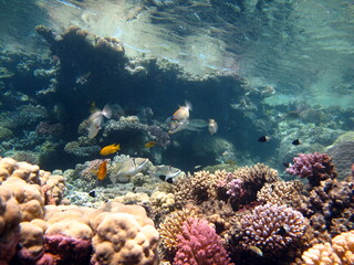 Naklejka na ściany i meble Beautiful fish on the reefs of the Red Sea.