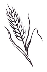 Illustration of black and white wheat spica isolated on white background