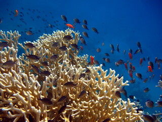 Naklejka na ściany i meble Beautiful fish on the reefs of the Red Sea.