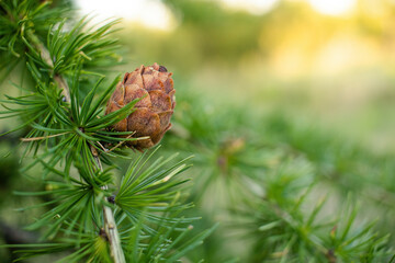 Sprig of European Larch Larix decidua with pine cones on blurred background and copy space on the right. - obrazy, fototapety, plakaty
