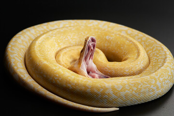 Obraz premium snake with open mouth on a black background. Carpet yellow python. Animal in the studio