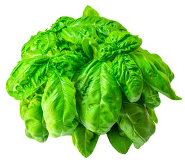 Basil leaf isolated on white background. Basil leaves  for pesto sauce..