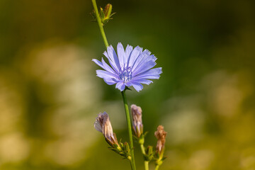 Niebieski kwiat polny
