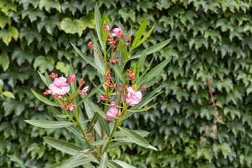 Pink flowers oleandra with green leaves grows in a garden