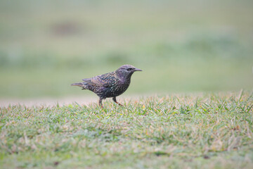 Beautiful common starling